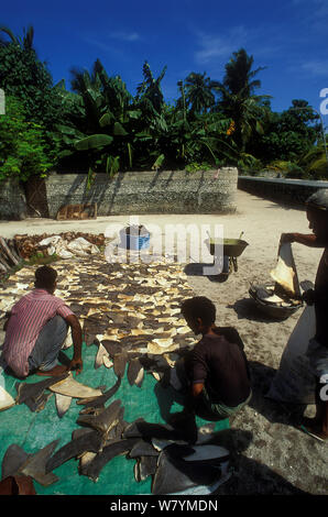 Séchage Les ailerons de requin à Sun pour l'exportation vers l'Asie, l'île Himmendhoo, Ari Atoll, Maldives, océan Indien. 1998 Banque D'Images