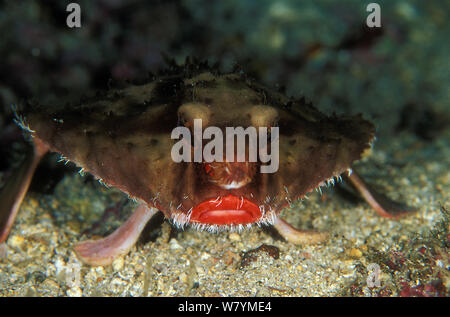 Rosy lipped platax (Ogcocephalus porrectus), l'île Cocos, le Costa Rica, l'océan Pacifique. Petite reproduction uniquement Banque D'Images