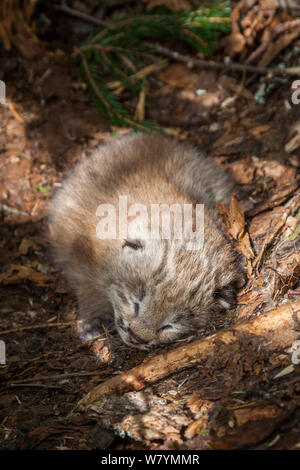 Le lynx du Canada (Lynx canadensis) 2 semaine cub dans den, Maine, USA, juin. Pris en tant que scientifiques, de santé de la donner alors que la mère d'un collier émetteur est à la chasse. Banque D'Images