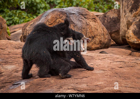 Ours (Melursus ursinus) combats sur les roches, Daroji Bear Sanctuary, Karnataka, Inde, juillet. Banque D'Images