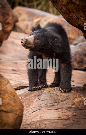 Ours (Melursus ursinus) debout sur les rochers, Daroji Bear Sanctuary, Karnataka, Inde, juillet. Banque D'Images