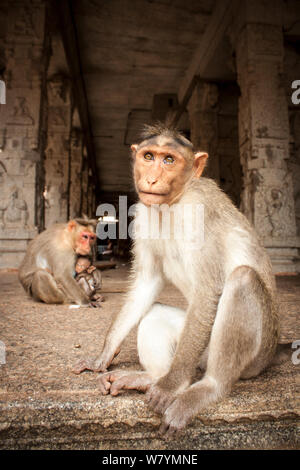 Bonnet macaque (Macaca radiata) adultes et bébé en temple, Hampi, Karnataka, Inde, juillet. Banque D'Images