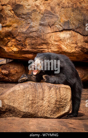 Ours (Melursus ursinus) sur les roches, Daroji Bear Sanctuary, Karnataka, Inde, juillet. Banque D'Images