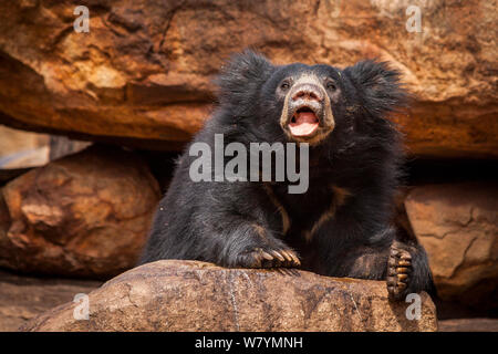 Ours (Melursus ursinus) sur les roches, Daroji Bear Sanctuary, Karnataka, Inde, juillet. Banque D'Images