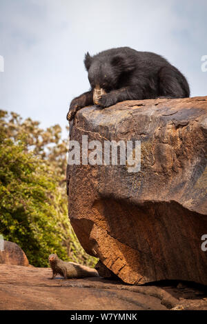 Ours (Melursus ursinus) sur les roches, Daroji Bear Sanctuary, Karnataka, Inde, juillet. Banque D'Images