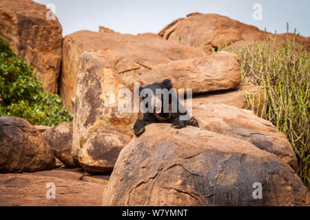 Ours (Melursus ursinus) sur les roches, Daroji Bear Sanctuary, Karnataka, Inde, juillet. Banque D'Images