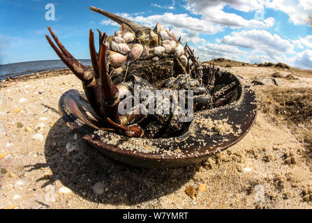 Limule (Limulus polyphemus) échoué sur la plage d'abattage, la baie du Delaware, USA. Banque D'Images