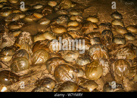 Limule (Limulus polyphemus) émergence de masse pour se reproduire et pondent la nuit, la baie du Delaware, USA. Banque D'Images