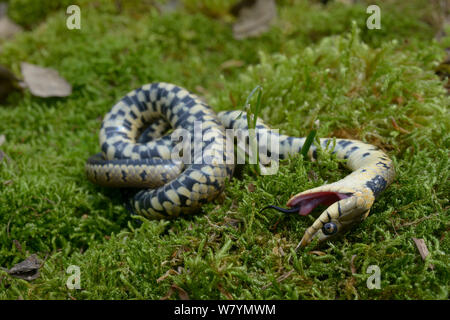 Couleuvre à collier (Natrix natrix) feindre la mort, Poitou, France, mai. Banque D'Images