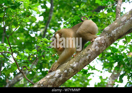 Le sud de pig-tailed macaque (Macaca nemestrina) sur une branche, Malaisie, Mars. Banque D'Images