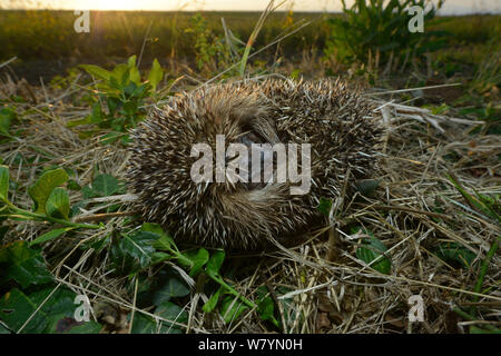 Hérisson européen (Erinaceus europaeus) recroquevillé, Poitou, France, août. Banque D'Images