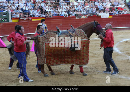 Le port de cheval &# 39;peto&# 39 ; matières au cours de la première ronde de la corrida,Tercio de Varas, Plaza de Toros, Valencia, Espagne, juillet 2014. Banque D'Images