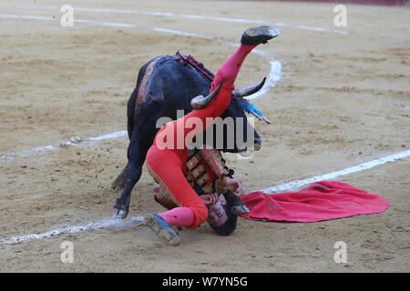 La tauromachie, torero / torero sur le sol après avoir sauté plus de taureau. Plaza de Toros, Valence, Espagne. Juillet 2014. Banque D'Images