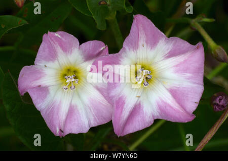 Liseron des champs de la mer (Calystegia soldanella) fleurs, Dorset, UK, juillet. Banque D'Images