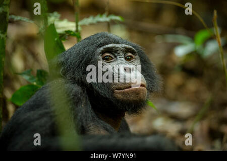 Homme Bonobo (pan paniscus) reposant sur le terrain, de recherche Max Planck, LuiKotale site, Parc National de la Salonga, République démocratique du Congo. Banque D'Images