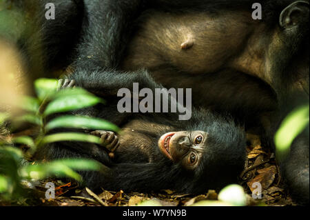 Femme Bonobo (pan paniscus) chatouillant son bébé, Max Planck research site LuiKotale, Parc National de la Salonga, République démocratique du Congo. Banque D'Images