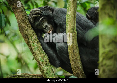 Femme Bonobo (pan paniscus) reposant avec son nourrisson, de recherche Max Planck dans LuiKotale site Parc National de la Salonga, République démocratique du Congo. Banque D'Images