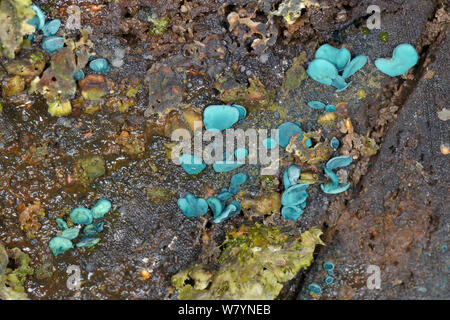 L'elfcup vert / vert champignon (Chlorociboria aeruginosa/aeruginascens) le journal en décomposition, GWT Lower Woods réserver, Gloucestershire, Royaume-Uni, octobre. Banque D'Images