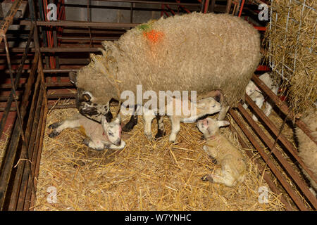 Mule gallois, brebis moutons croisés pour la production de viande à partir d'un premier Bluefaced Leicester ram, léchant les nouveaux nés agneaux dans un stylo, Herefordshire, Angleterre. Mars. Banque D'Images