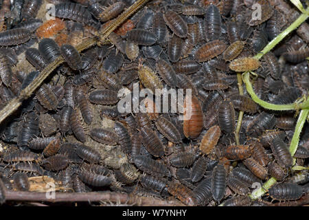 L'agrégation des cloportes communs (rugueux Porcellio scaber) dans diverses formes de couleur, Shropshire, Angleterre. De juin. Banque D'Images