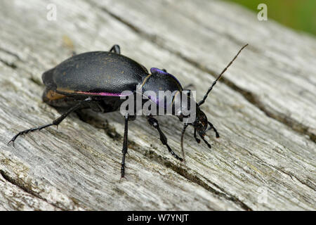 Violet zabre (Carabus violaceus) femelle gravide on log, Hertfordshire, England, UK. Septembre Banque D'Images