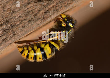 Reine guêpe commune Vespula Vulgaris) (en vertu de l'hibernation dans l'avant-toit, loft remarque comment les antennes sont repliés sous les pattes avant et les ailes sont repliées, pour la protection, sous l'arrière des jambes. Hertfordshire, England, UK. Mars Banque D'Images