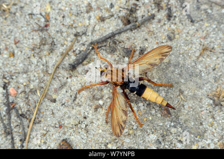 Robberfly (Asilus crabroniformis Hornet) assis avec des ailes ouvertes sur la lande la masse, Surrey, Angleterre, Royaume-Uni. Août Banque D'Images