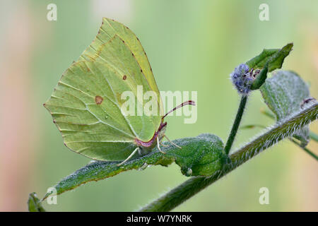 (Gonepteryx rhamni Brimstone Butterfly) masculin se percher sur feuille avec des gelées tardives, Hertfordshire, England, UK. Peut Banque D'Images