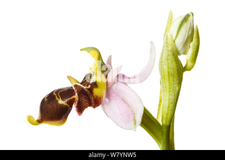 Woodcock orchid (Ophrys scolopax), Corella, Navarra, Espagne, mai. meetyourneighbors.net project Banque D'Images