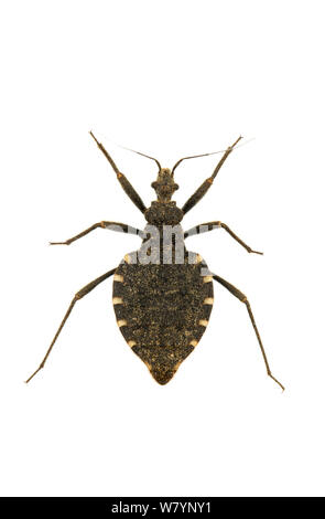 Assassin sable brun bug (Holotrichius rotundatus) féminin couvert de grains de sable de camouflage, Plaine Côtière centrale, Israël, avril. Focus-empilés et rognées. meetyourneighbors.net project Banque D'Images