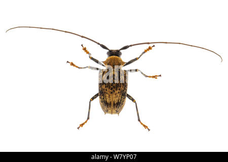Longhorn beetle (Polyrhaphis peruana), Station biologique Jatun Sacha, province de Napo, Amazonie, Equateur, mars. meetyourneighbors.net project Banque D'Images