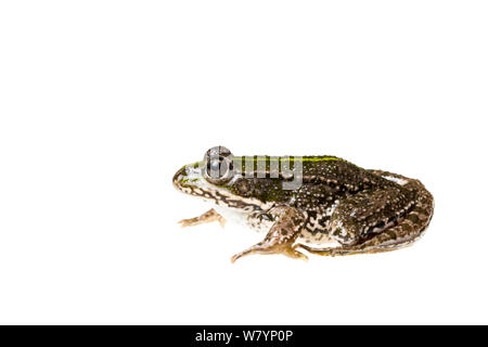 La grenouille (Pelophylax sp), Maine-et-Loire, France, septembre. meetyourneighbors.net project Banque D'Images