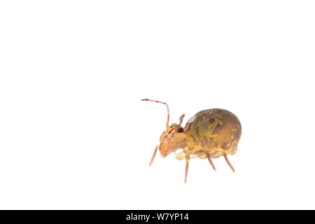 Springtail globulaire (Sminthuridae), Maine-et-Loire, France, novembre. meetyourneighbors.net project Banque D'Images