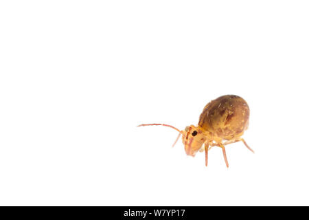 Springtail globulaire (Sminthuridae), Maine-et-Loire, France, novembre. meetyourneighbors.net project Banque D'Images