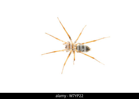 Araignée des maisons (Tegenaria sp) féminin, dans le Maine-et-Loire, France, septembre. meetyourneighbors.net project Banque D'Images