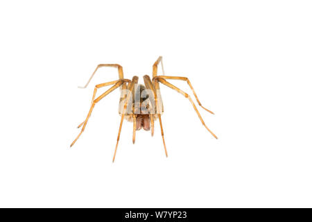 Araignée des maisons (Tegenaria sp) féminin, dans le Maine-et-Loire, France, septembre. meetyourneighbors.net project Banque D'Images