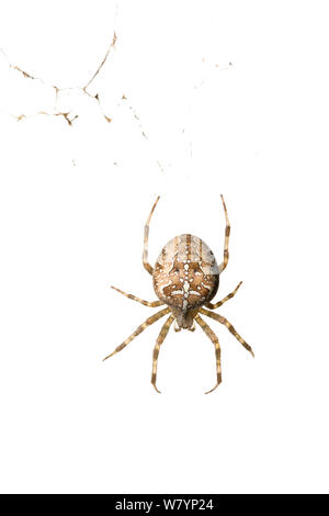 Araignée Araneus diadematus (jardin), dans le Maine-et-Loire, France, septembre. meetyourneighbors.net project Banque D'Images