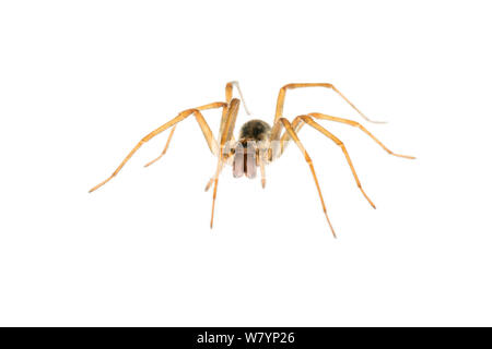 Araignée des maisons (Tegenaria sp) féminin, dans le Maine-et-Loire, France, septembre. meetyourneighbors.net project Banque D'Images