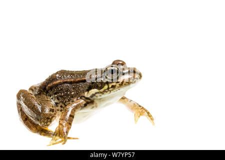 La grenouille (Pelophylax sp), Maine-et-Loire, France, septembre. meetyourneighbors.net project Banque D'Images