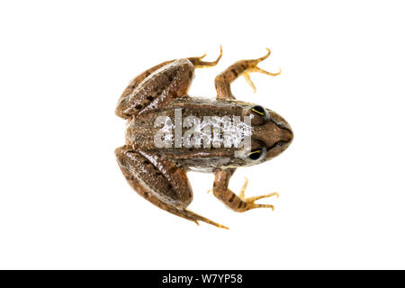 La grenouille (Pelophylax sp), Maine-et-Loire, France, septembre. meetyourneighbors.net project Banque D'Images