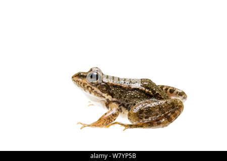 La grenouille (Pelophylax sp), Maine-et-Loire, France, septembre. meetyourneighbors.net project Banque D'Images