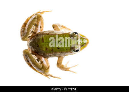 La grenouille (Pelophylax sp), Maine-et-Loire, France, septembre. meetyourneighbors.net project Banque D'Images