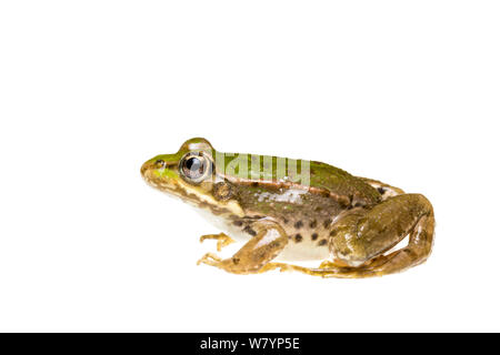 La grenouille (Pelophylax sp), Maine-et-Loire, France, septembre. meetyourneighbors.net project Banque D'Images