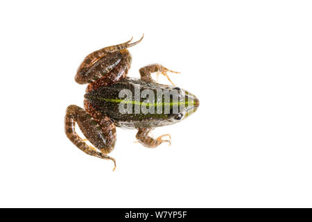 La grenouille (Pelophylax sp), Maine-et-Loire, France, septembre. meetyourneighbors.net project Banque D'Images