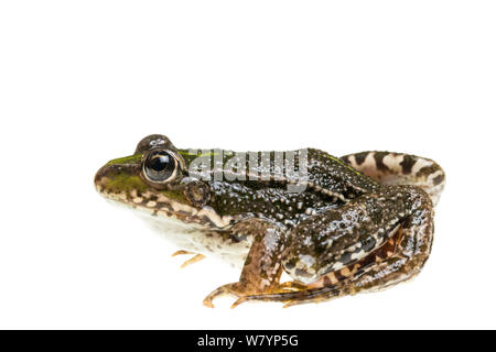 La grenouille (Pelophylax sp), Maine-et-Loire, France, septembre. meetyourneighbors.net project Banque D'Images