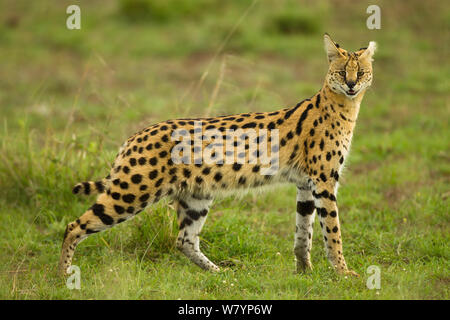 Serval (Leptailurus serval), mâle réserve Masai Mara, Kenya, Afrique de l'Est, novembre. Banque D'Images