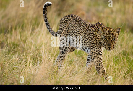 African leopard (Panthera pardus) la chasse dans les herbes hautes, Samburu Game Reserve, Kenya, Afrique, novembre. Banque D'Images