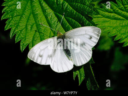 Femme-papillon blanc veiné vert (Pieris napi) reposant sur feuille d'ortie, Londres, Angleterre, Royaume-Uni. Avril. Banque D'Images