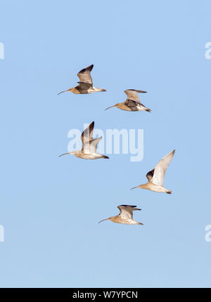 Curlew (Numenius arquata) groupe flying, Gloucestershire, Royaume-Uni, novembre. Banque D'Images