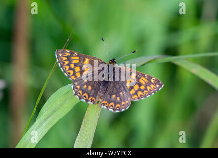 Duc de Bourgogne Hamearis lucina (papillon), Wiltshire, Royaume-Uni, mai. Banque D'Images